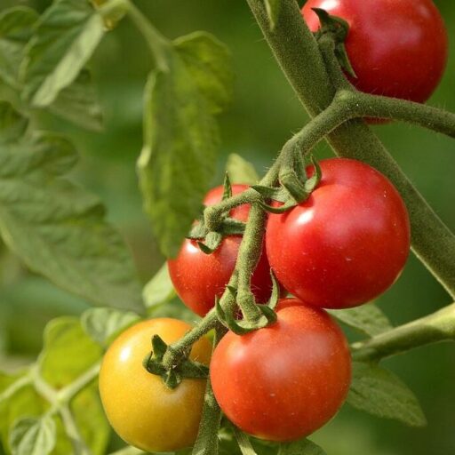 summer, country house, backyard, plant, vegetable garden, vegetables, a tomato, greens, red, tomatoes on a twig, tomato, harvest, vegetable garden, vegetable garden, vegetable garden, nature, vegetable garden, vegetable garden, vegetables