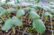 SHONAN-GARDENFARM